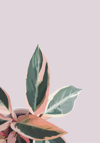 Stromanthe Triostar Plant Digital Illustration A3 Poster