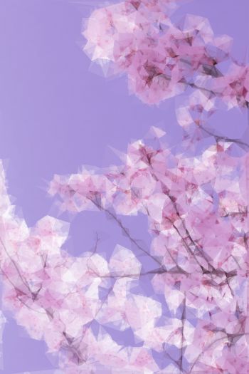 Cherry blossoms  A3 Poster