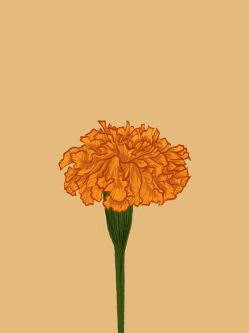 Marigold A3 Poster