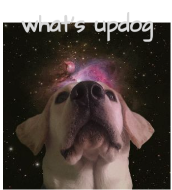 what's updog A3 Poster
