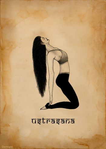 Yoga Drawing Ustrasana Pose A3 Poster