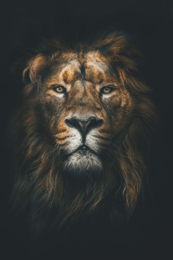 New design Lion face  A3 Poster