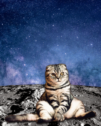 Cat Watching D Sunrise on Moon A3 Poster