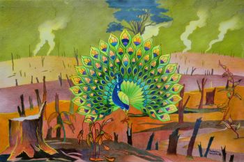 Peacock 
