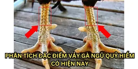 app boga on Hahalolo: Vảy gà ngũ quỷ là một vấn đề da liễu gặp phổ biến,  tuy nhiên,...