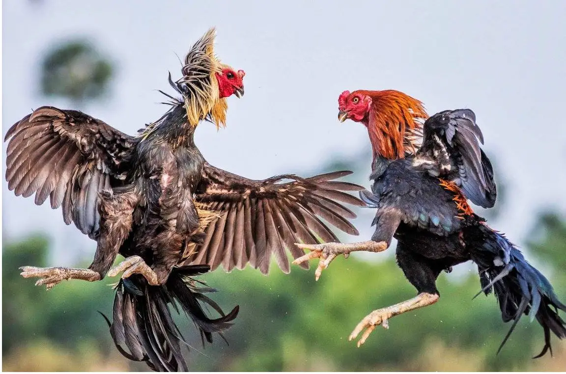 Đặc điểm riêng biệt của gà chọi 3 miền ở nước ta