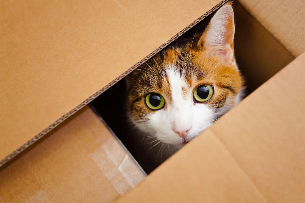 Robot que se asemeja a un gato tímido que se esconde en cajas