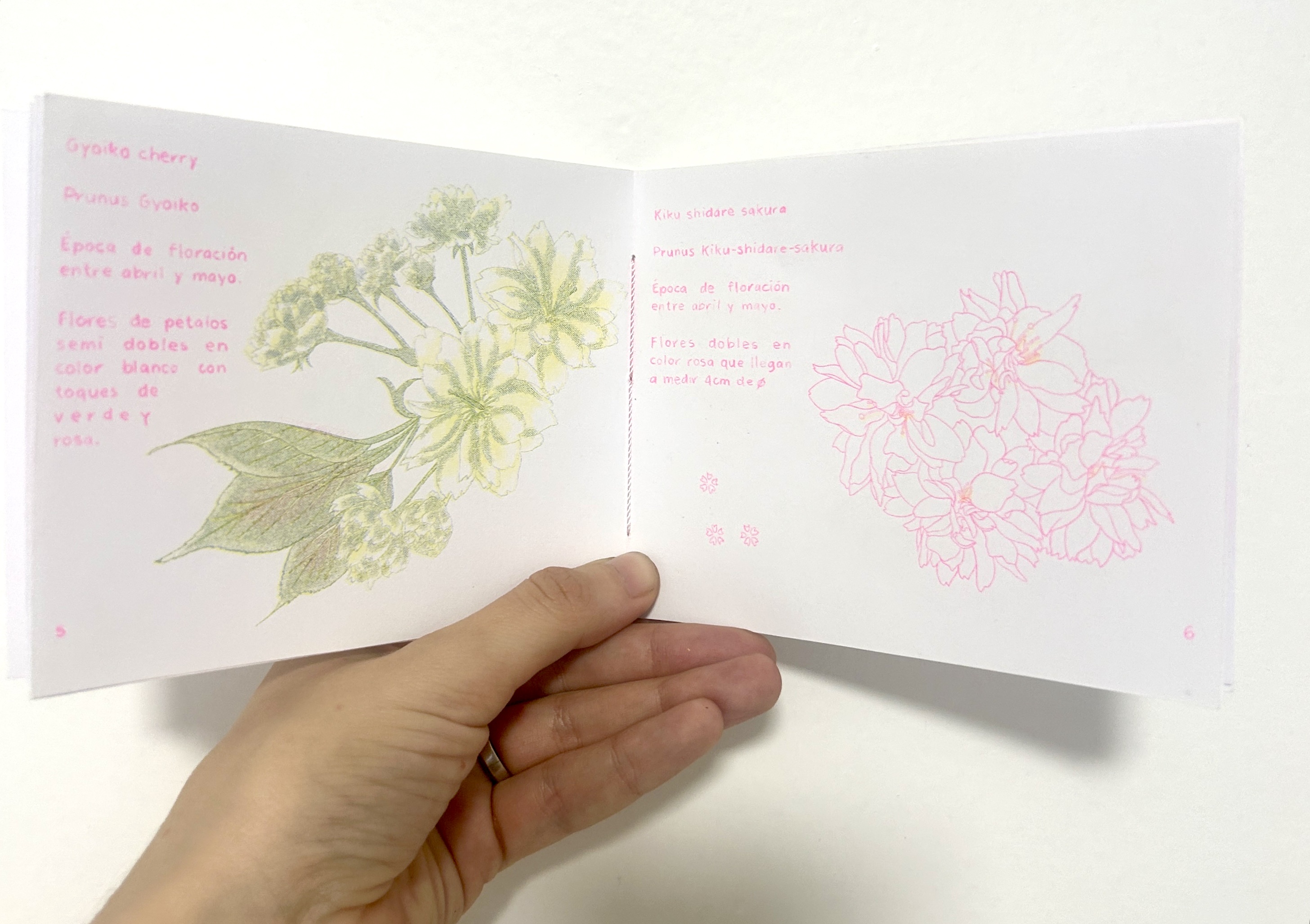 Fanzine "Hanami , Una selección de flores de sakura” — vista 3