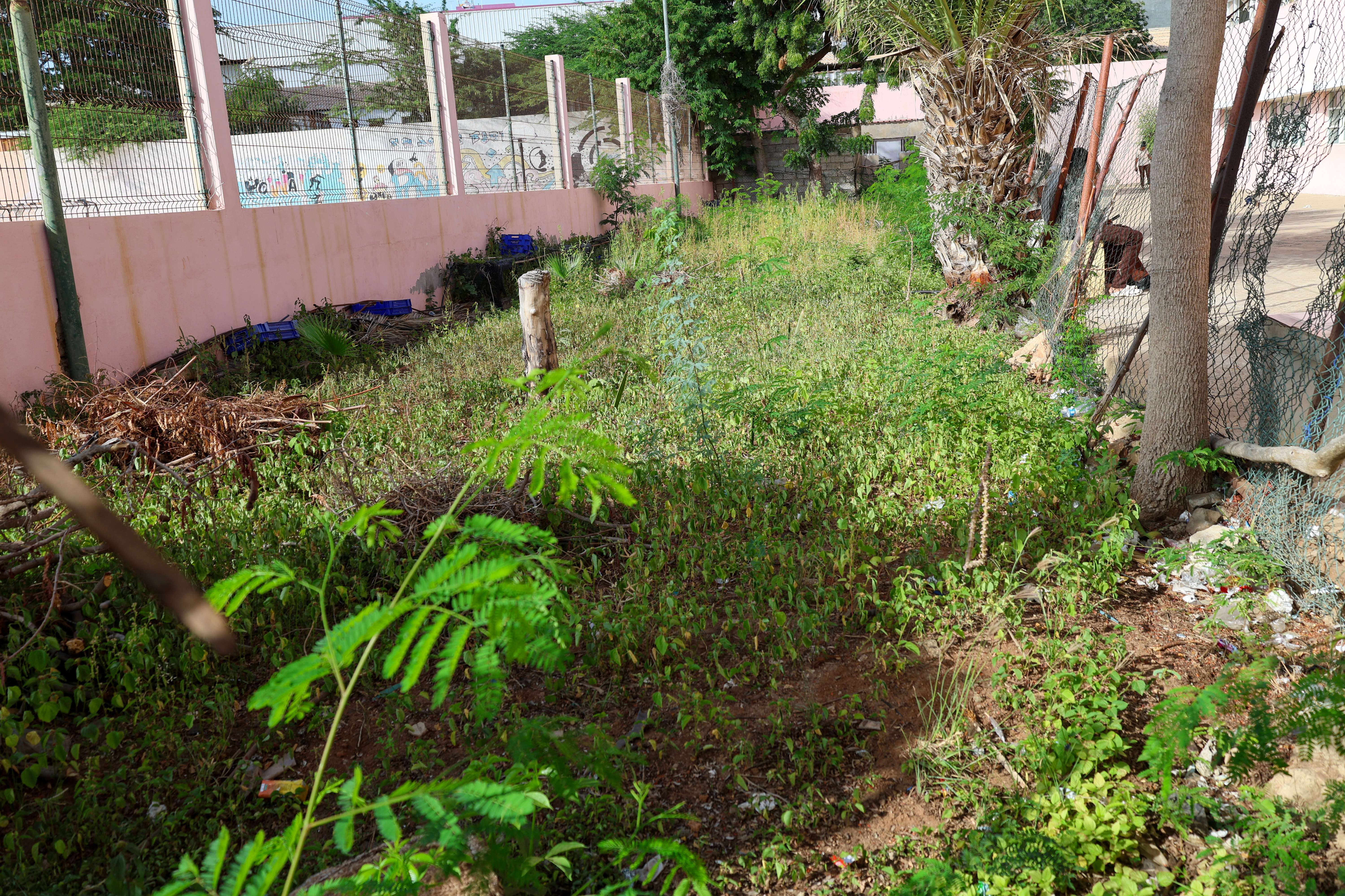 foto da horta escola
