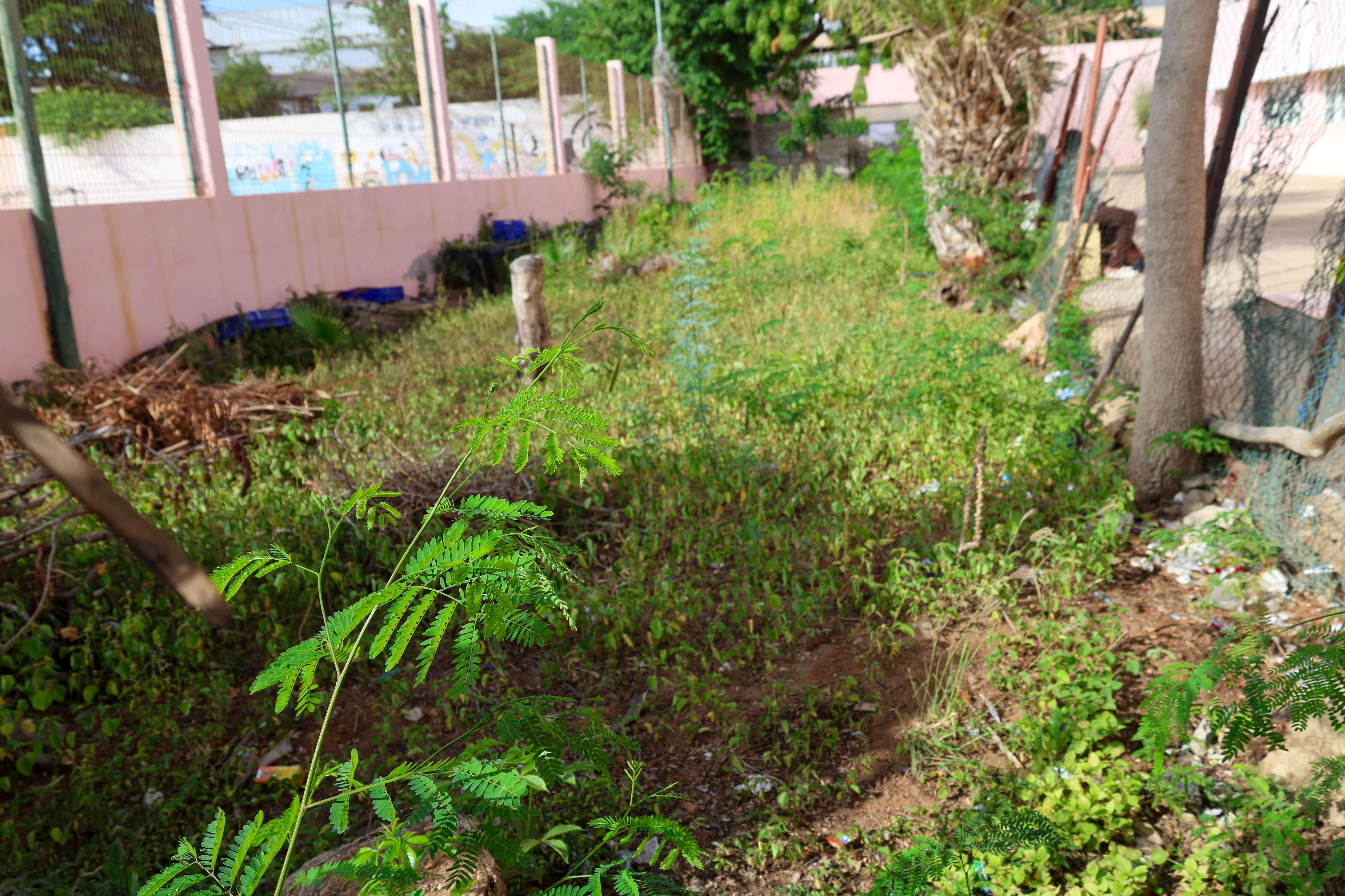 foto da horta escola