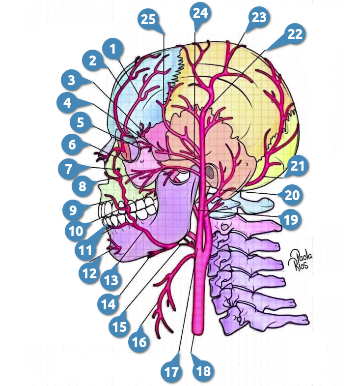 Arteria Carótida Externa - equationzone.com