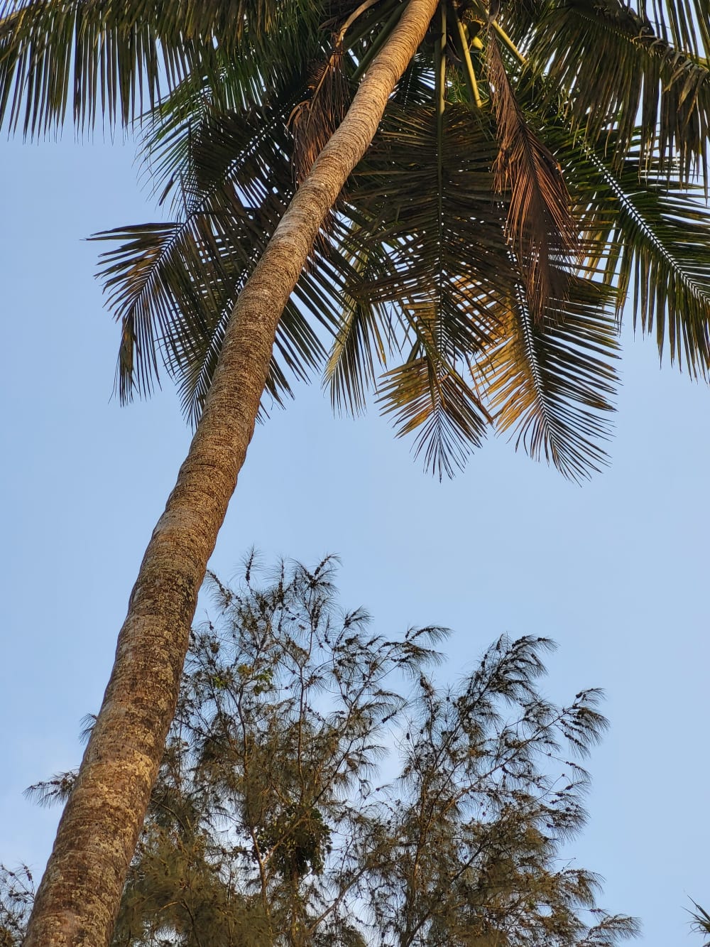 Towering Palm