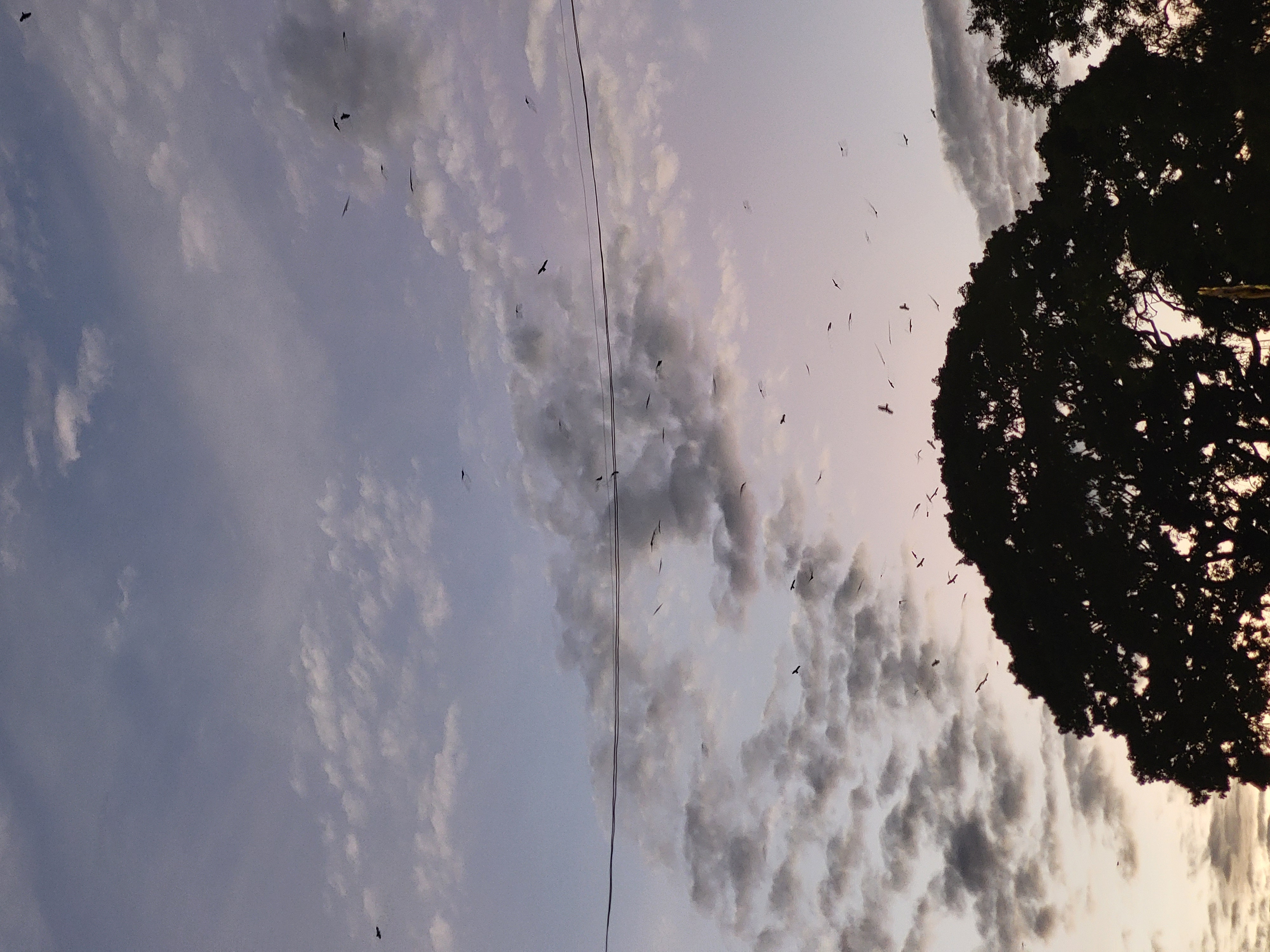 Murmuration