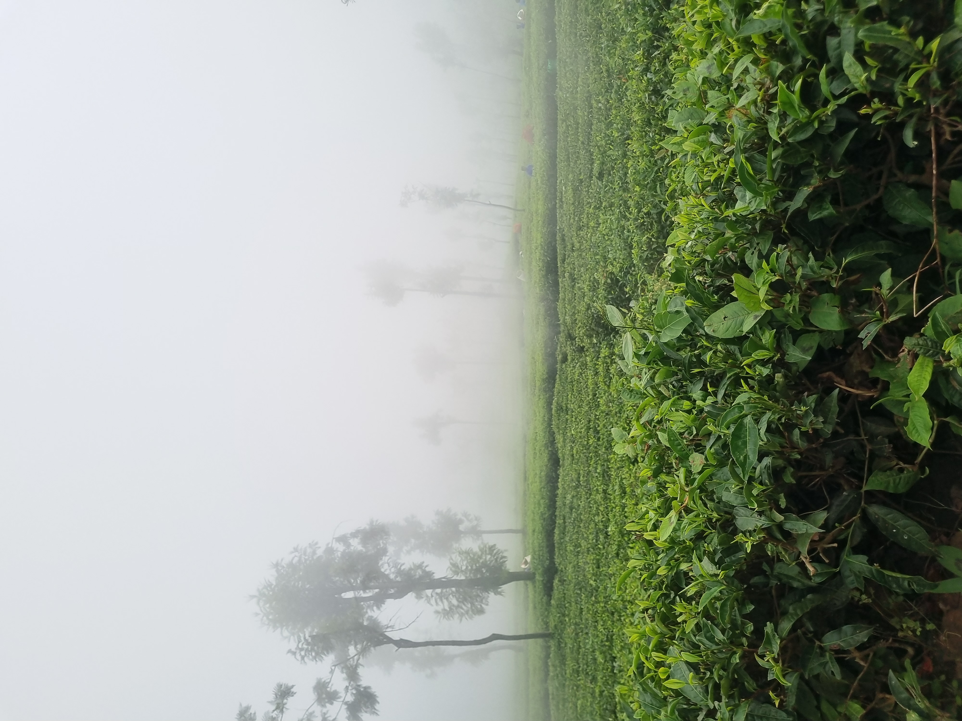 Mist Silhouettes