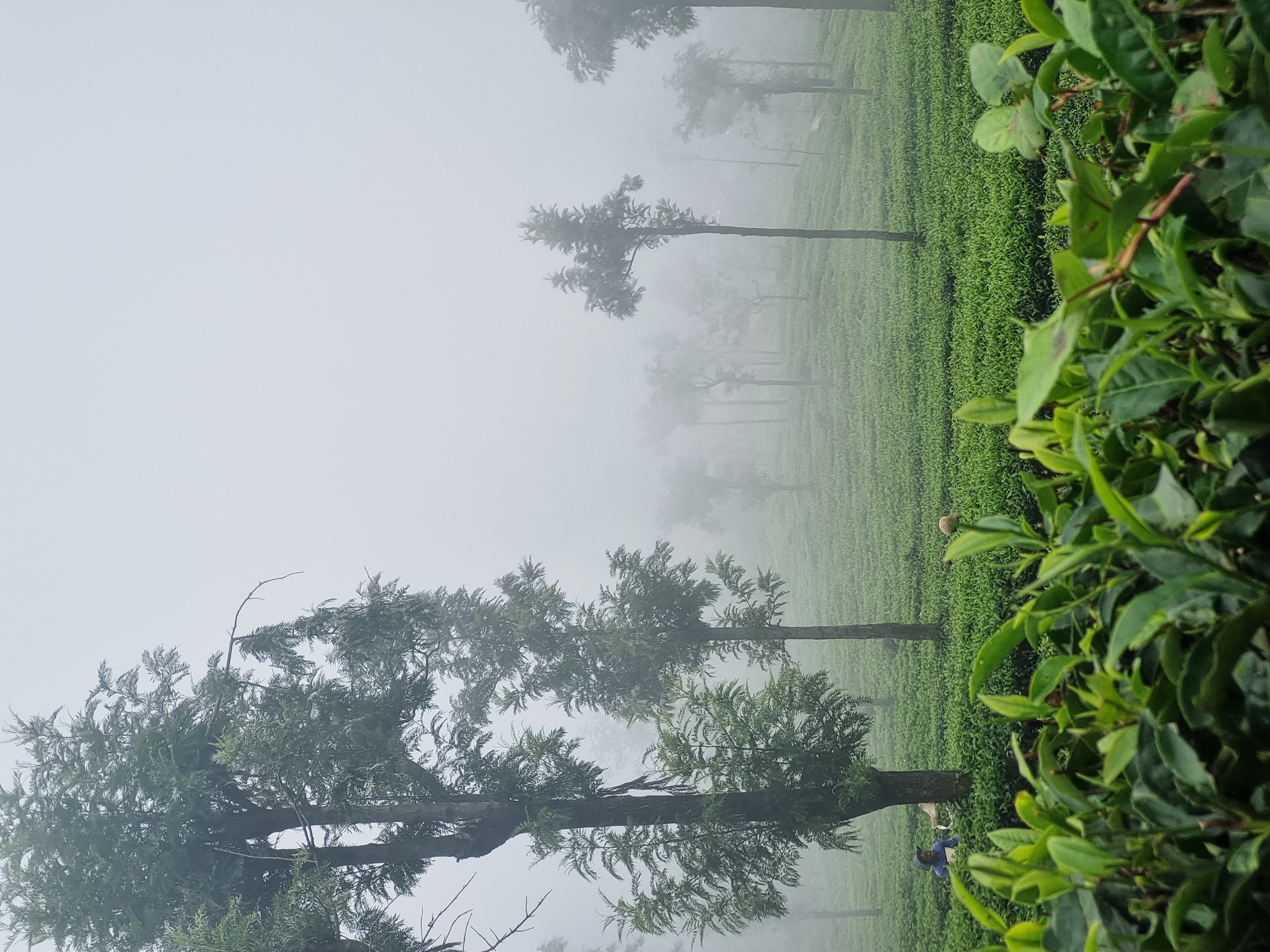 Tea Estate Mist