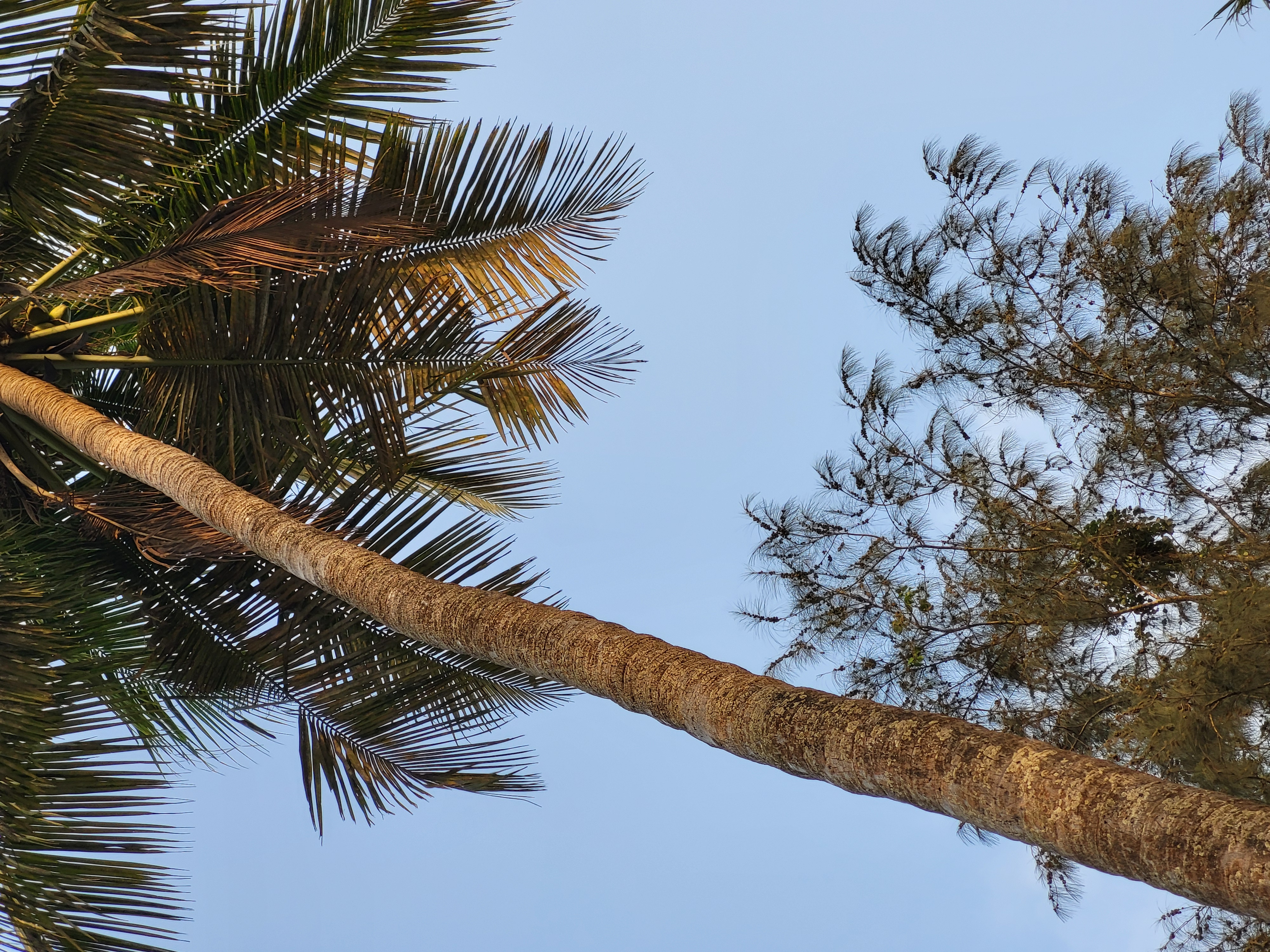 Towering Palm