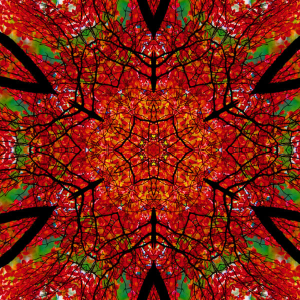 Symmetrees photograph: Autumn Tree Symmetry o2zfbn