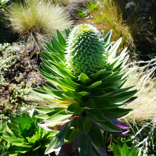 Mt Kenya photograph: DSC05791 ifwiuz