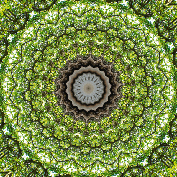 Symmetrees photograph: Ficus Symmetree wdli90