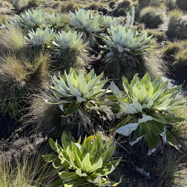 Mt Kenya photograph: IMG 6623 ifxnjd