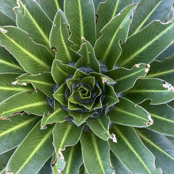 Mt Kenya photograph: IMG 6631 jzjdty