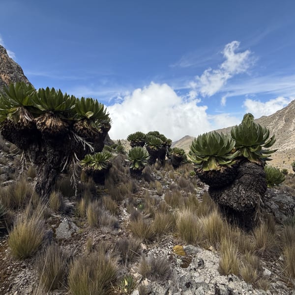 Mt Kenya photograph: IMG 7013 mz3s5z
