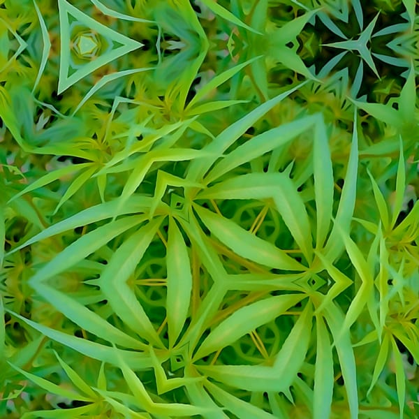 Symmetrees photograph: Marijuana Symmetree yw2lvl