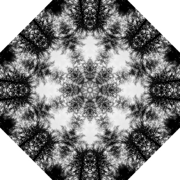 Symmetrees photograph: Sequoia Symmetry y0naq6