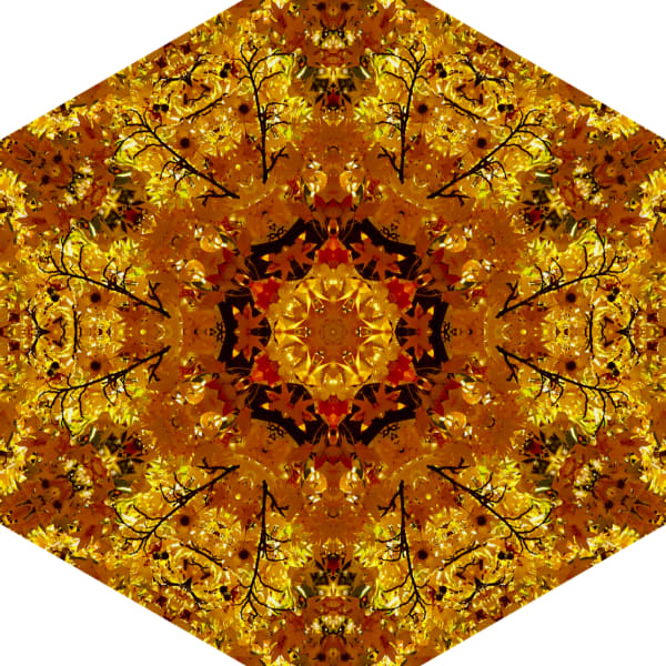 Symmetrees photograph: Yello Symmetry hgruzx