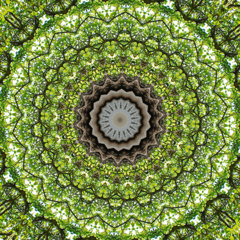 Cover image for Symmetrees album