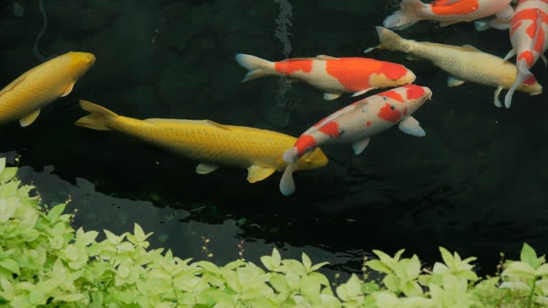 Aquaponics (AQPN)