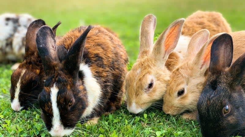 Rabbit Farming (RAFA)