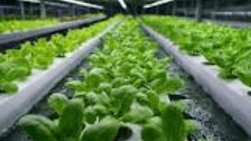 Vertical Farming (VEFA)
