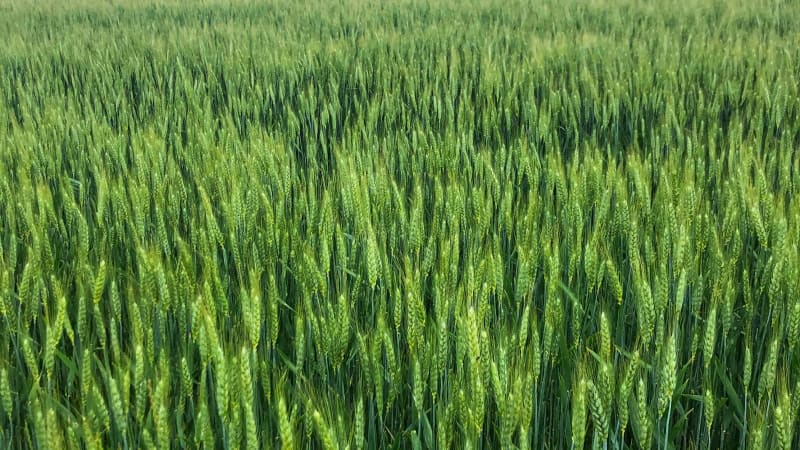 Wheat Farming (WHFA)