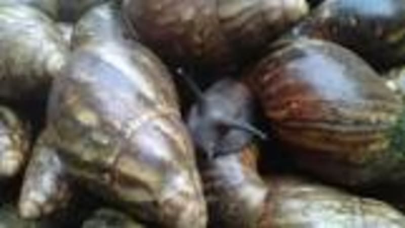 Snail Farming (SNFA)