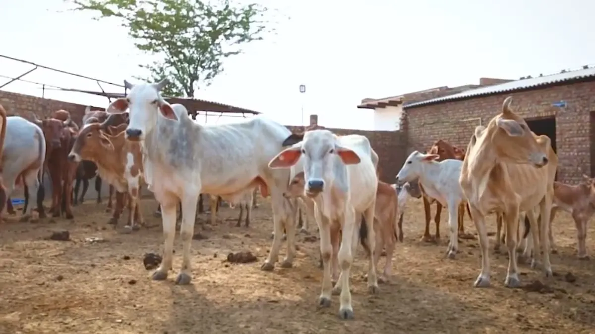 Bengal's BJP Government Bans Public Animal Slaughter