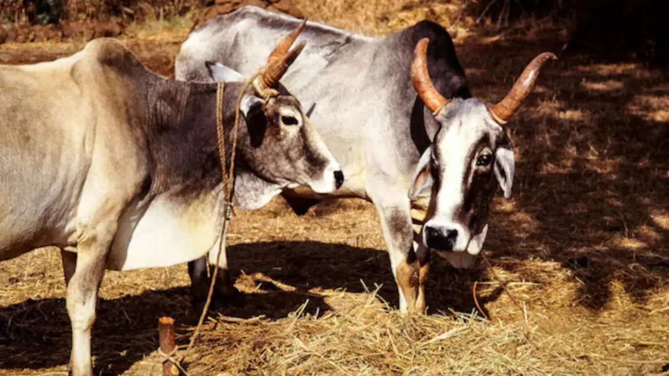 Bengal's BJP Government Bans Public Animal Slaughter