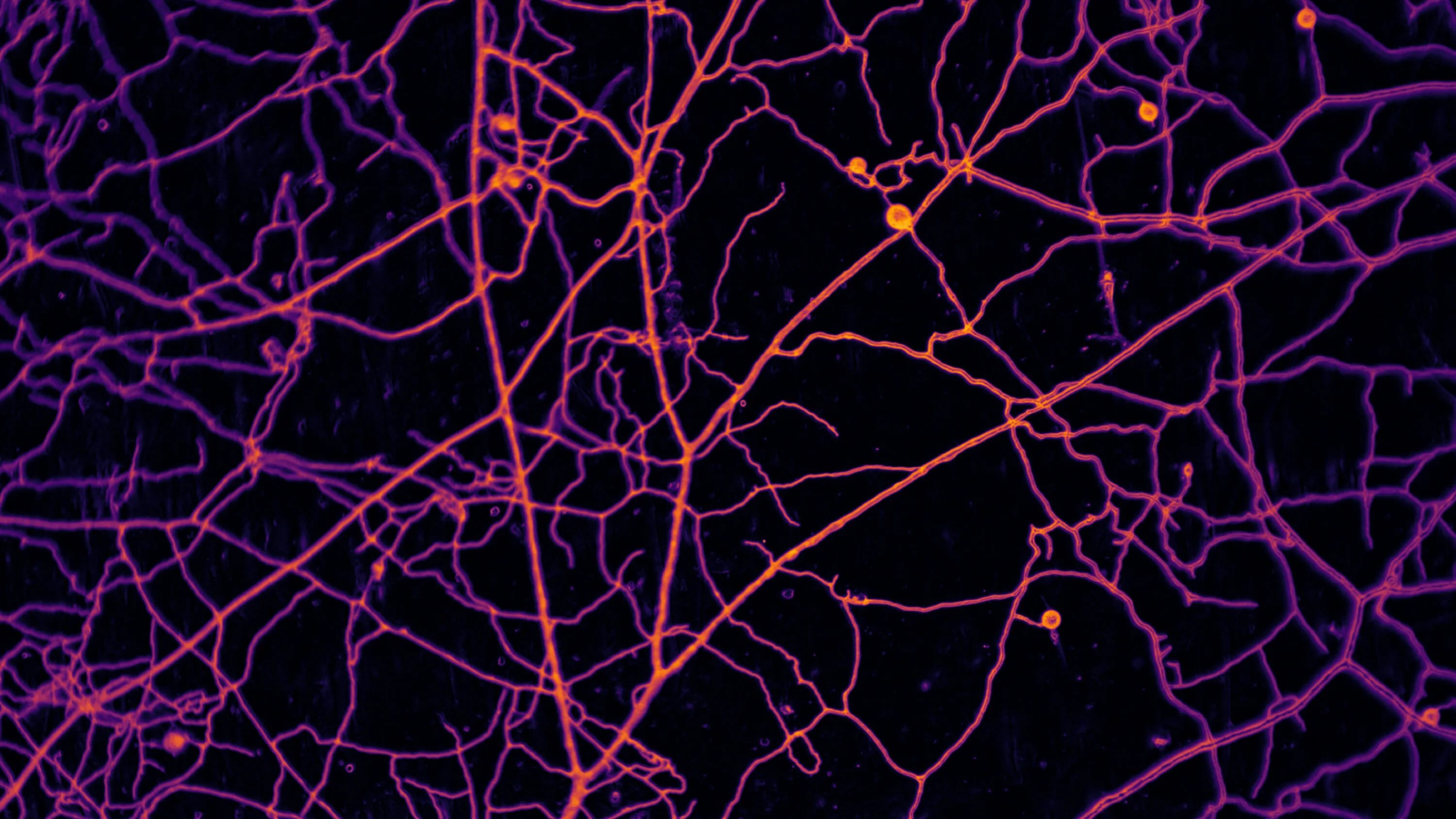 Earth's Underground Fungal Network
