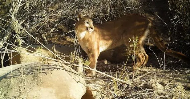 Mountain Lions in California Preserve: Nature's Hidden Engineers