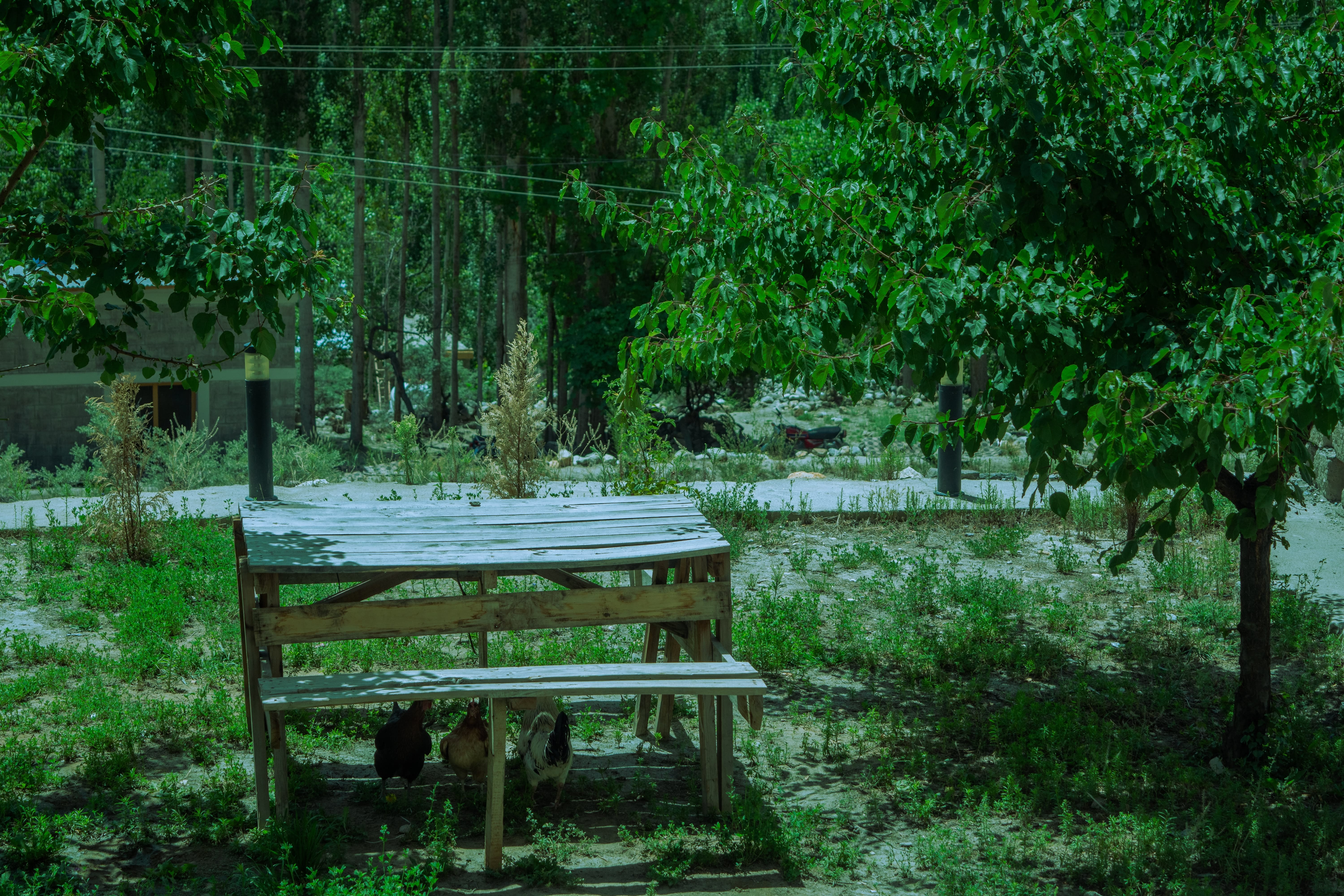 Nature photograph 25 of 25 by Ahmad
