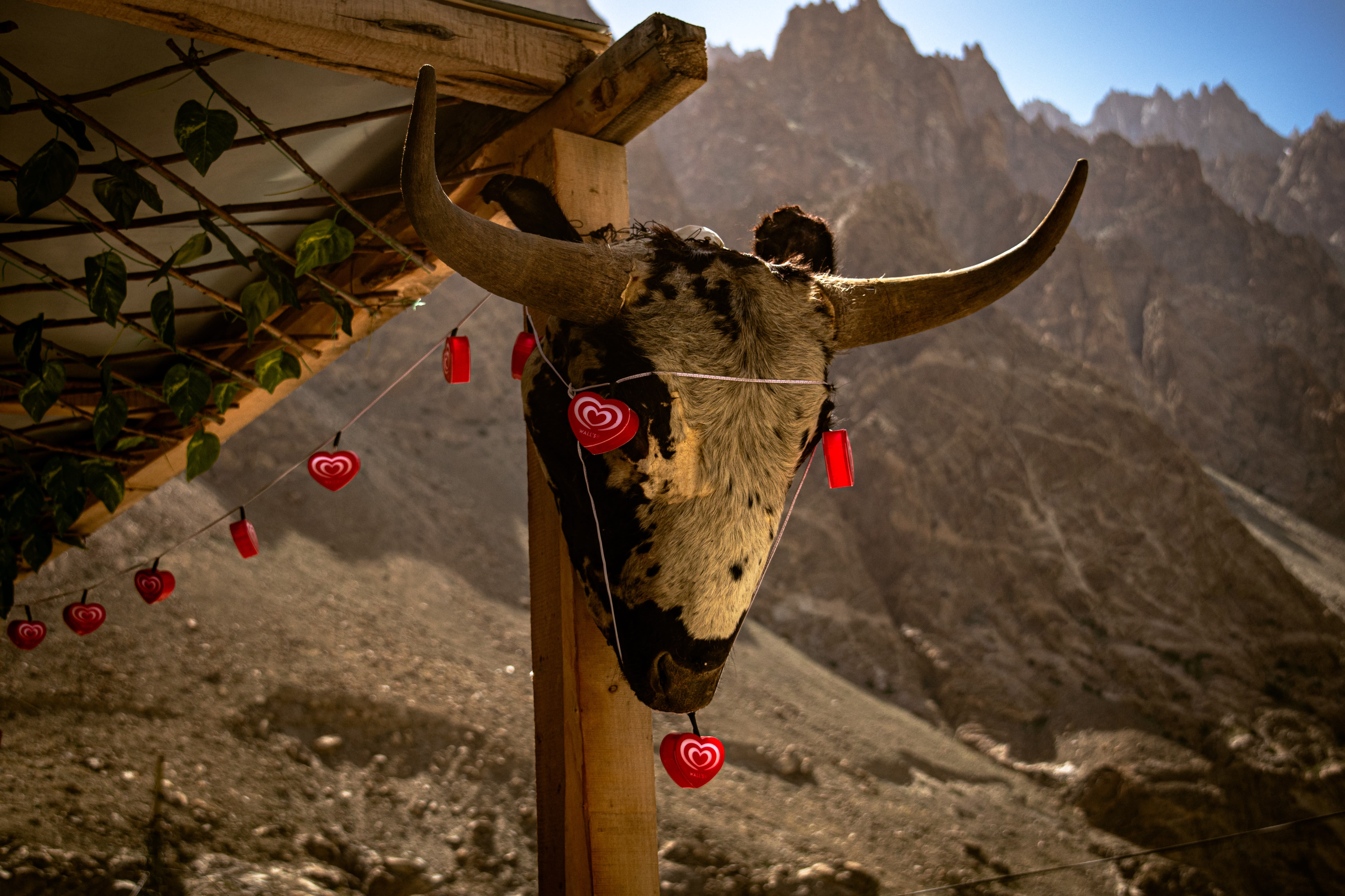 Nature photograph 11 of 25 by Ahmad