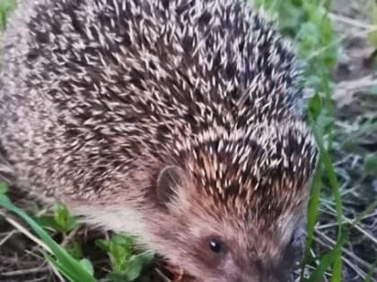 Милые ежики, колодцы, улья и другое. Педиатр предупредил об опасностях на даче