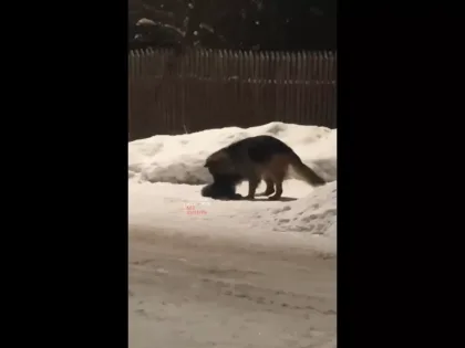 «Душит и жрет». Как овчарка ФСИН терроризирует нижегородев