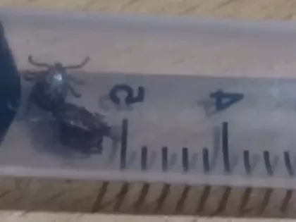 Они проснулись! Опасные существа внезапно вылезли к нижегородцам