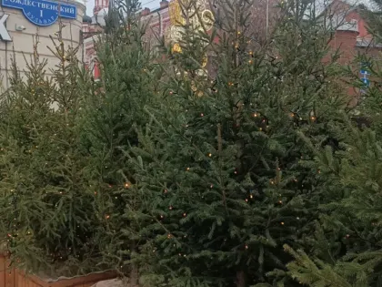 Ненужная красавица. Куда нижегородцам деть елку после праздников?