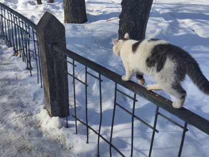Домашние животные станут роскошью: с марта вводится новый 
