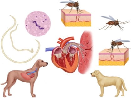 Дирофиляриоз–паразитарное заболевание