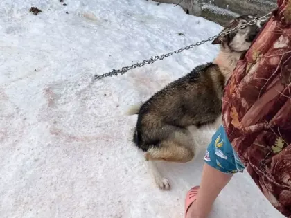 «Сколько уже погибло». Истекающую кровью собаку спасли под Нижним Новгородом