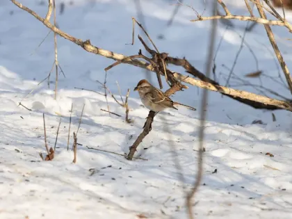 В праздничные выходные в Нижнем Новгороде потеплеет до +6