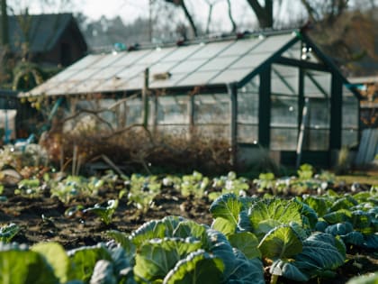 Это копеечное средство из аптеки защитит тепличные растения от болезней